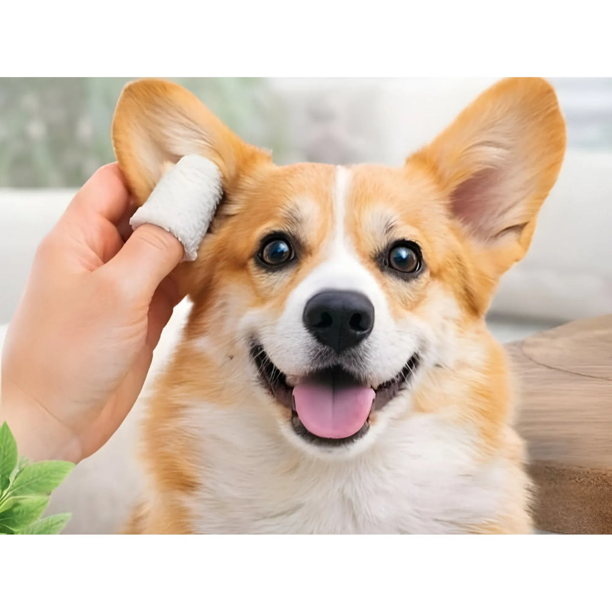 Pearl Essential Pet Ear Cleaning Wipes
