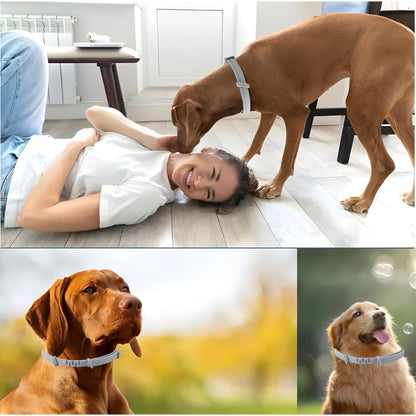 Slate Essential Silicone Dog Flea Collar
